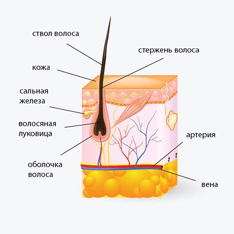 anatomia volosa epil kabinet